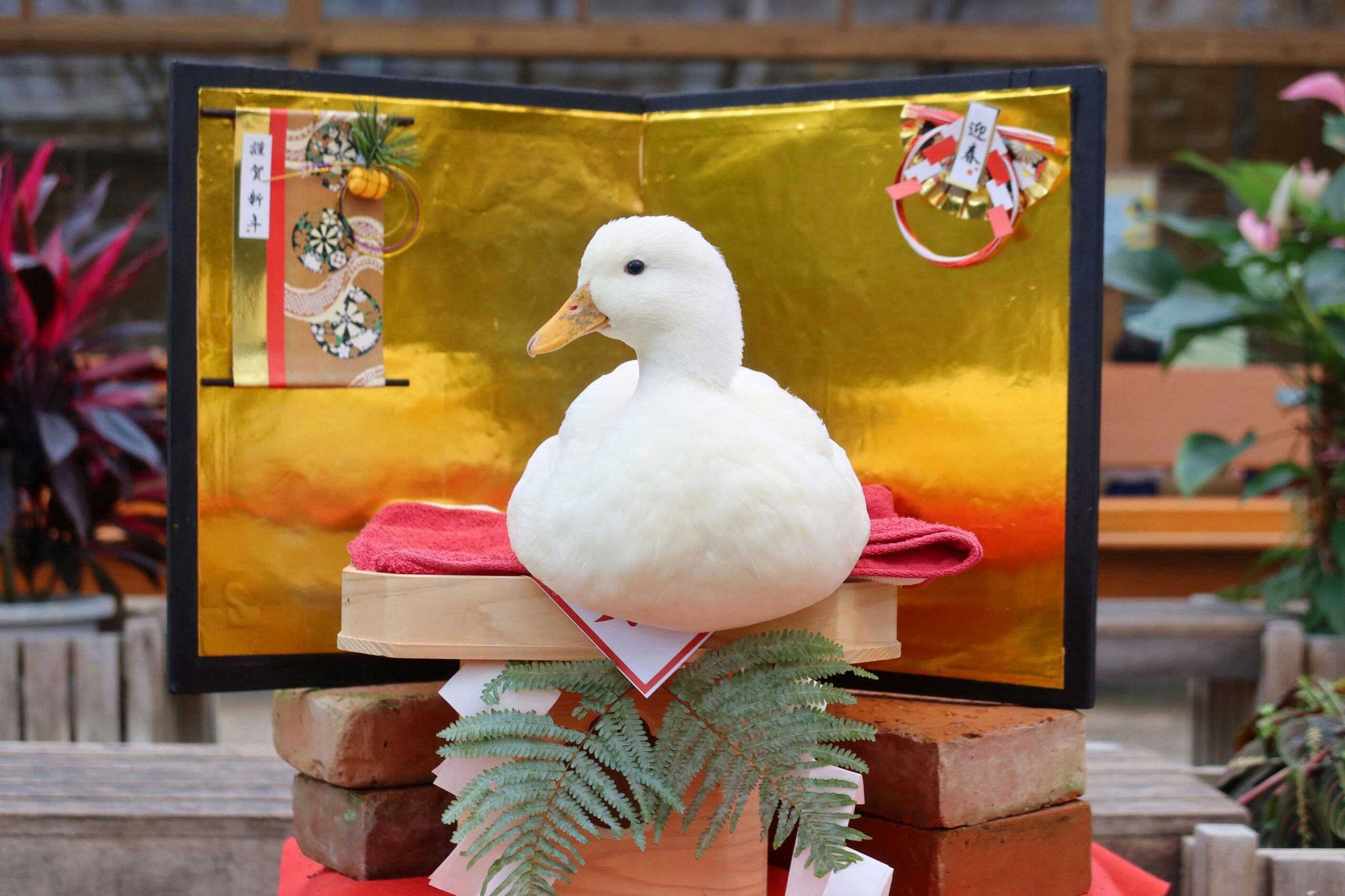 コールダックの鏡もち - 【公式】湖畔に広がる花と鳥の楽園《松江