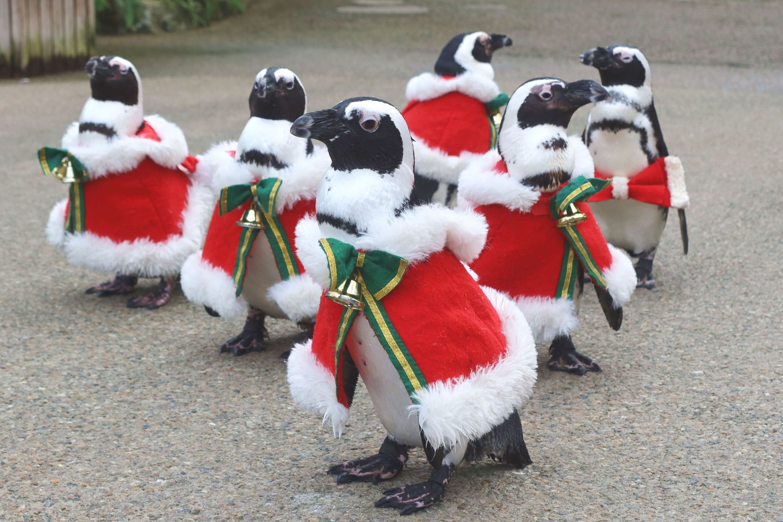 ペンギンのお散歩～ペンギンサンタ～ - 【公式】湖畔に広がる花と鳥の
