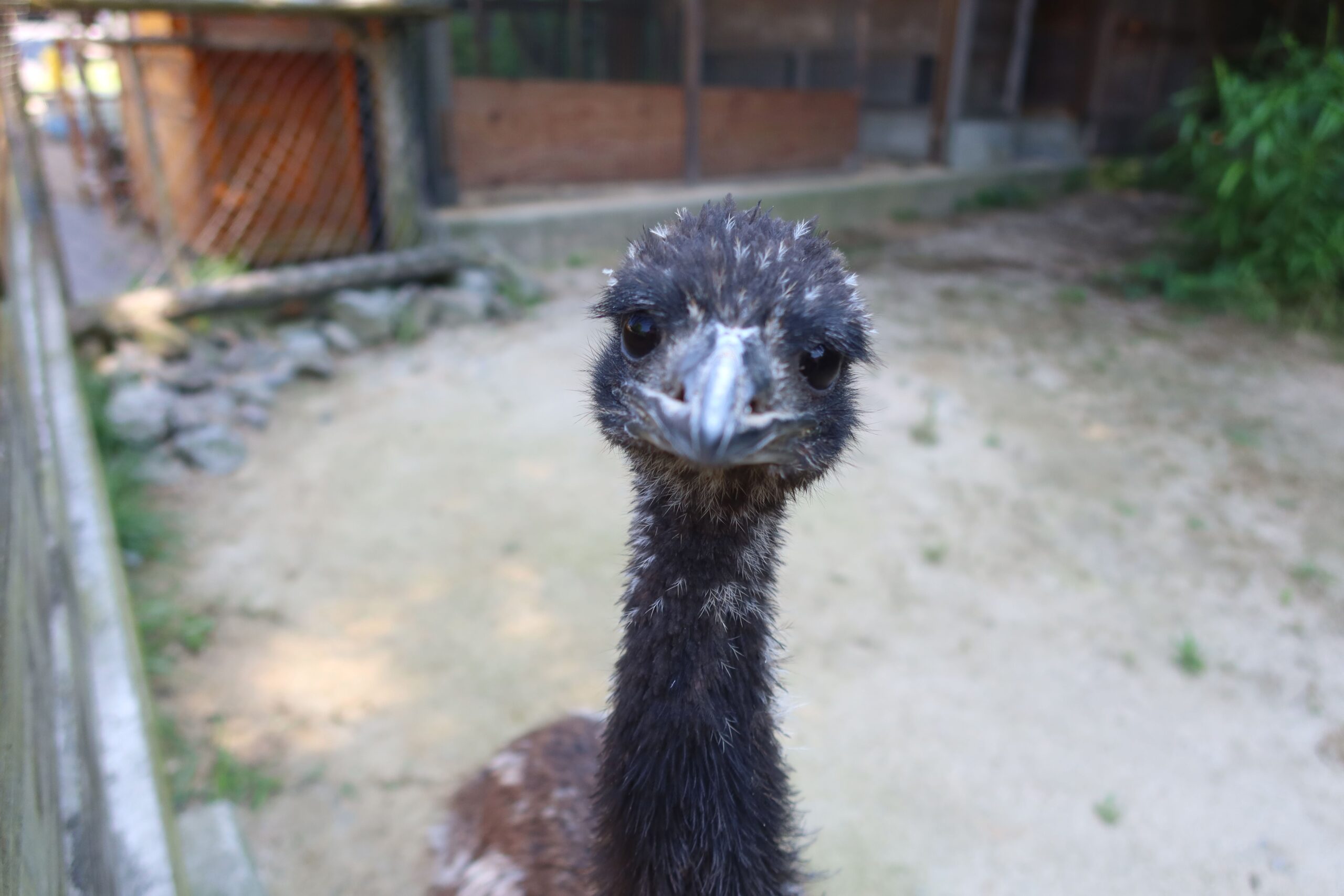 エミューの子ども - 【公式】湖畔に広がる花と鳥の楽園《松江