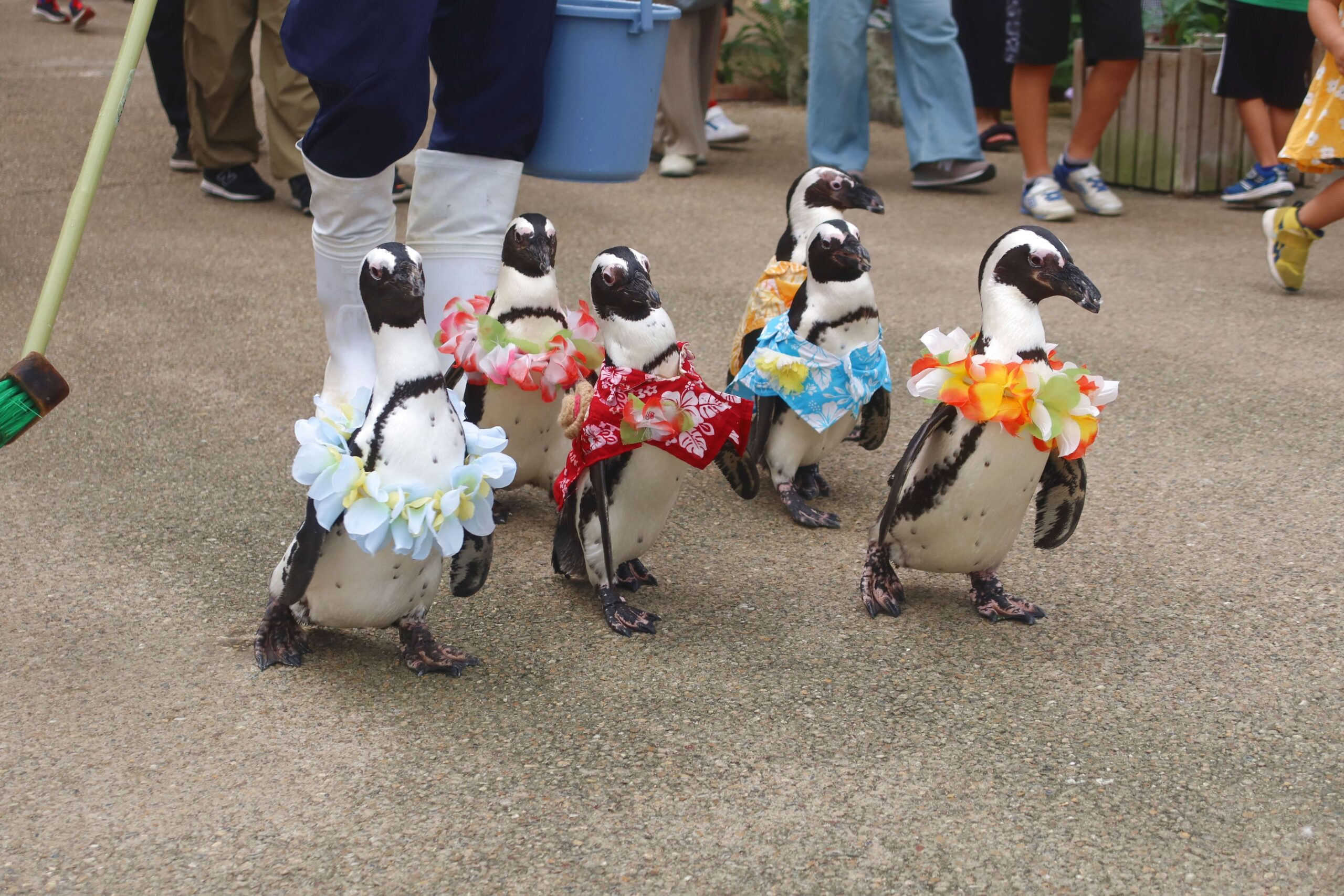 ペンギンのお散歩の衣装 - 【公式】湖畔に広がる花と鳥の楽園《松江