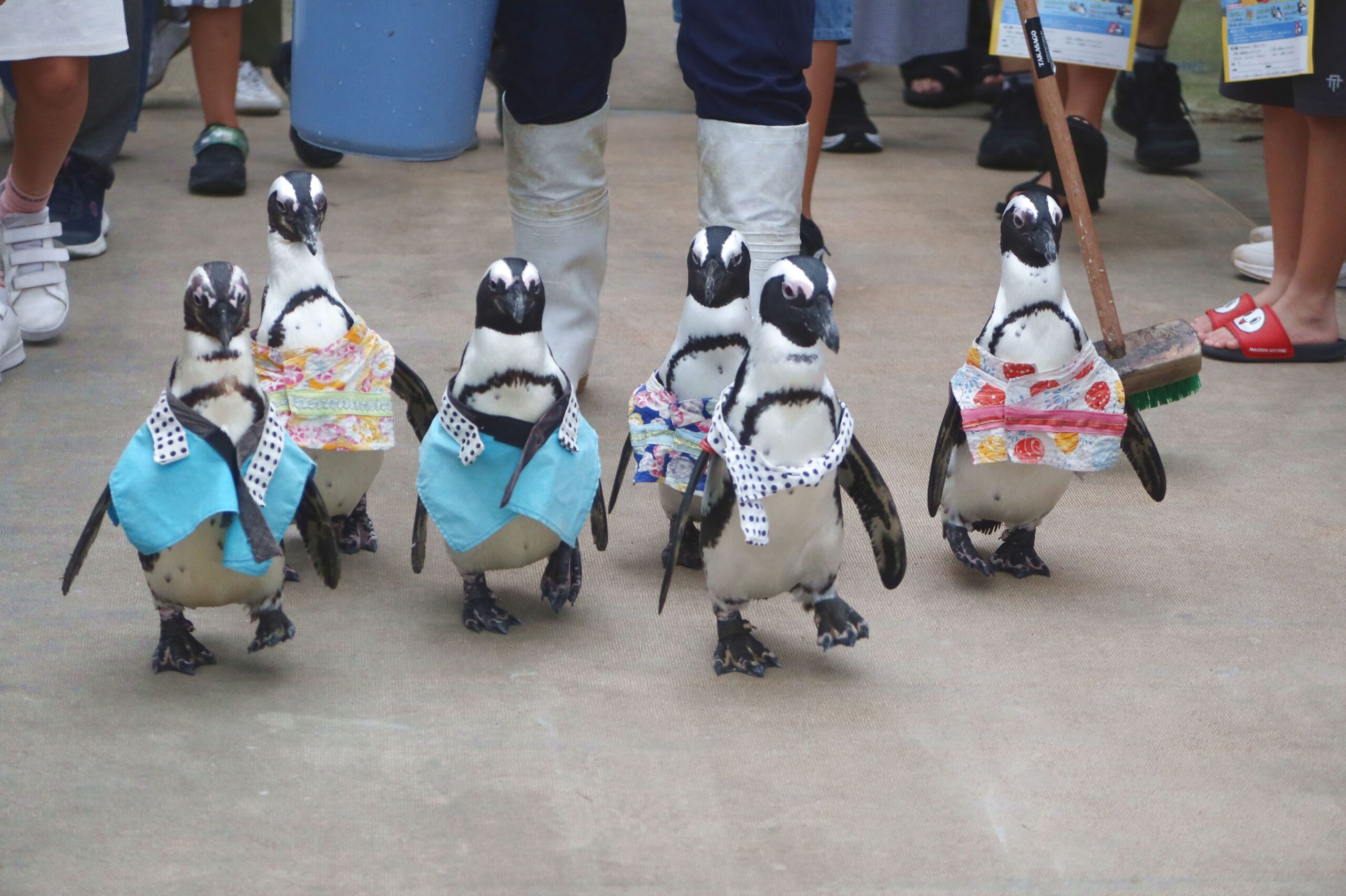 ペンギンのお散歩～浴衣～ - 【公式】湖畔に広がる花と鳥の楽園《松江