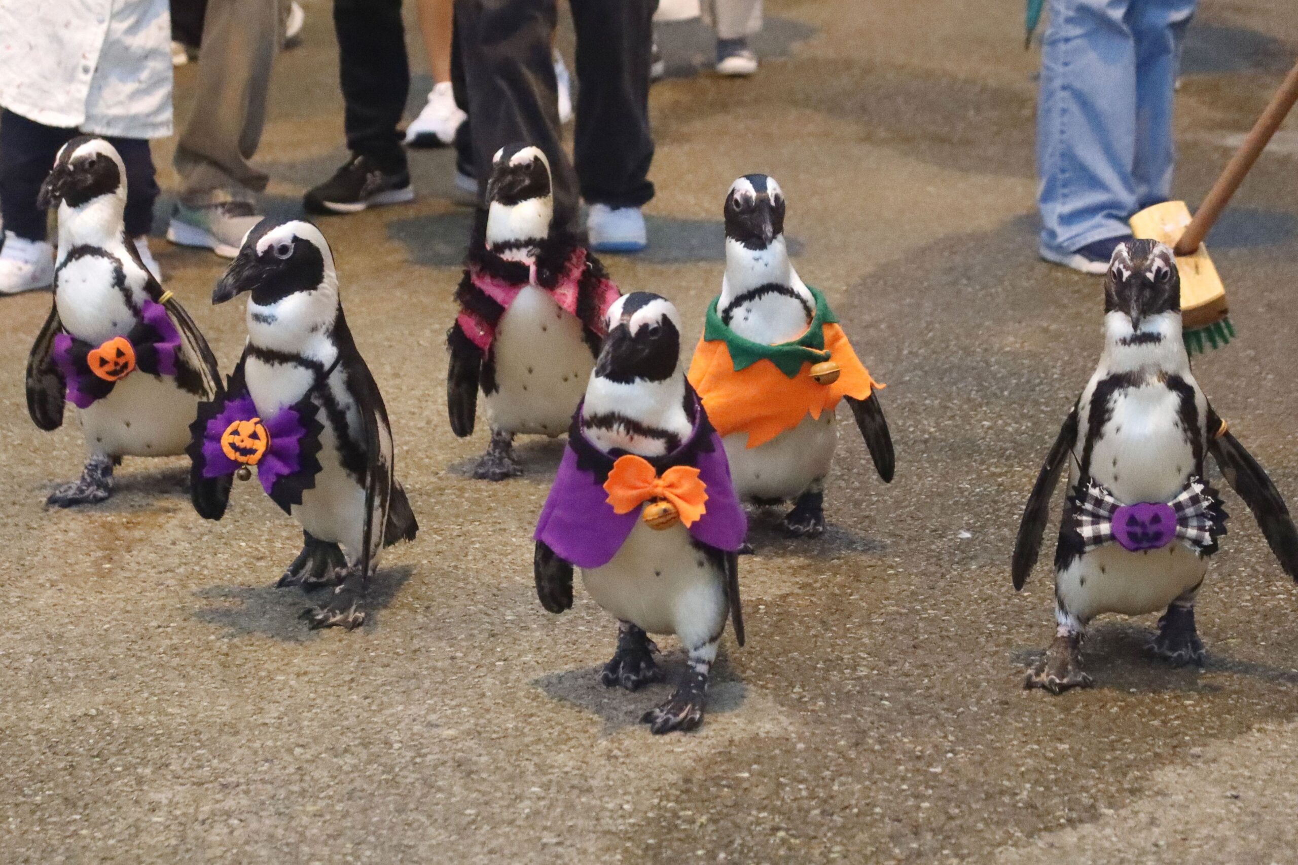 園内はハロウィン仕様 - 【公式】湖畔に広がる花と鳥の楽園《松江