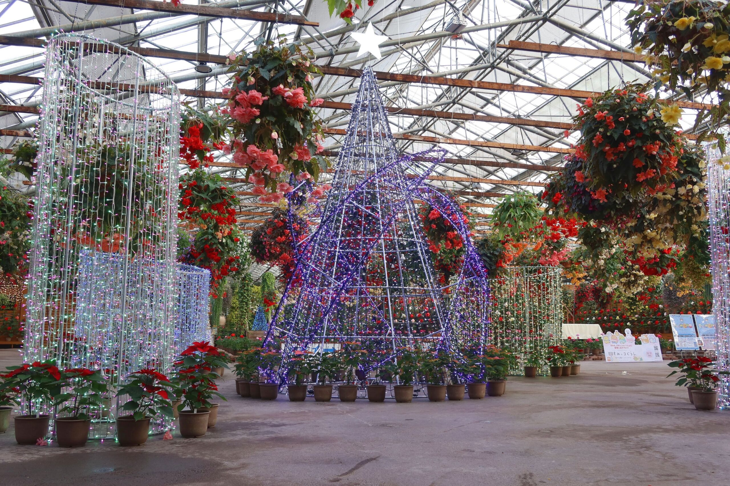 11月27日センターハウスの花の様子 - 【公式】湖畔に広がる花と鳥の
