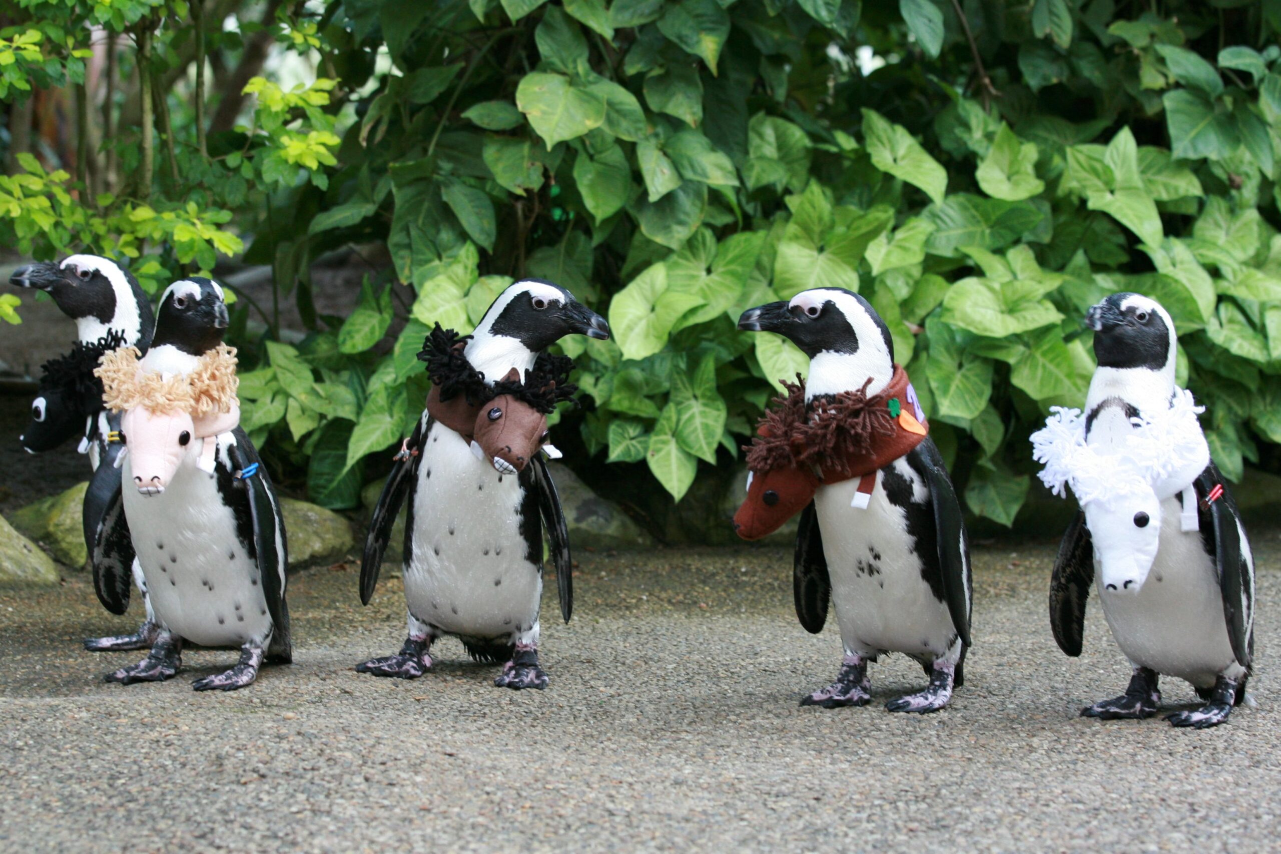 ペンギンのお散歩～干支 午年衣装～ - 【公式】湖畔に広がる花と鳥の