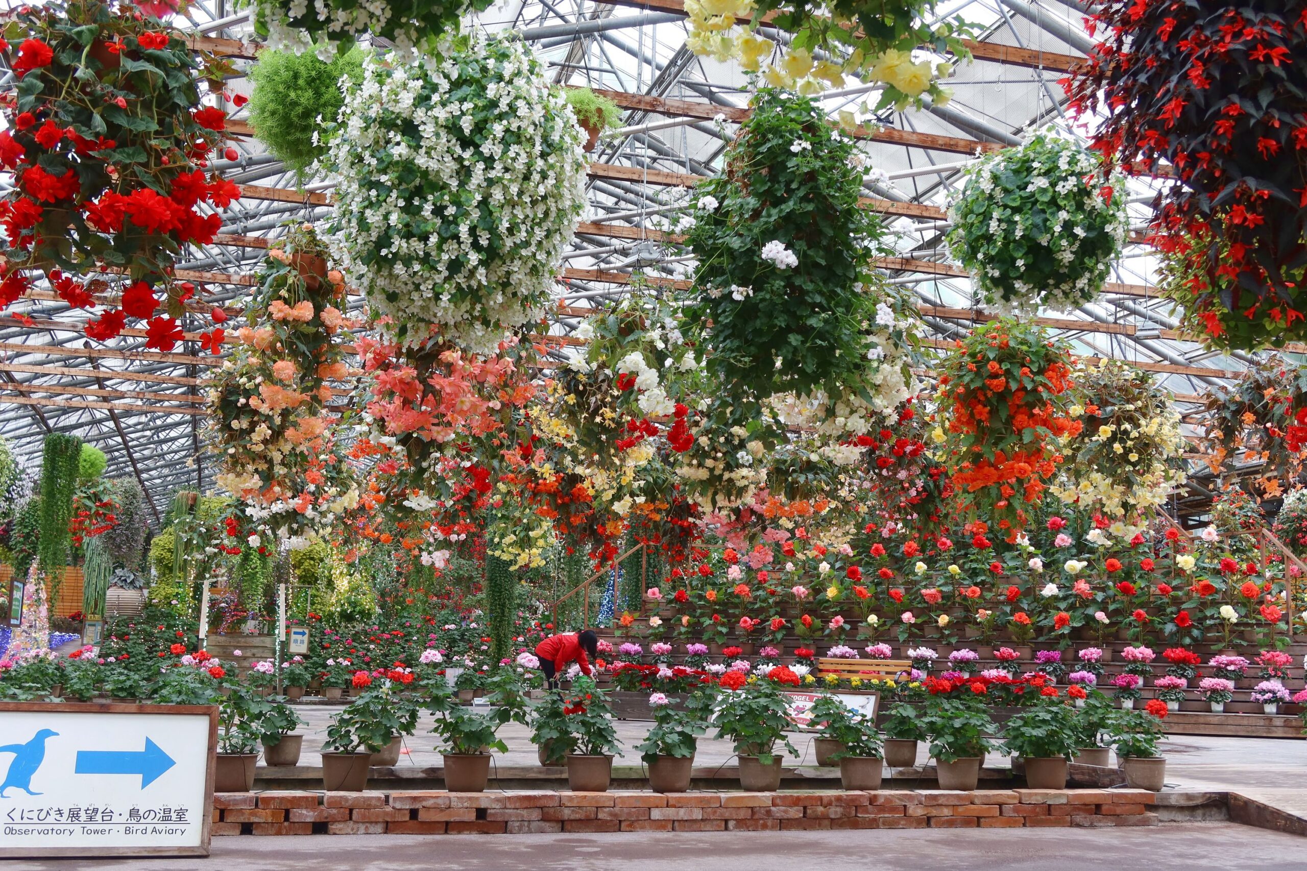 12月25日センターハウスの花の様子 - 【公式】湖畔に広がる花と鳥の