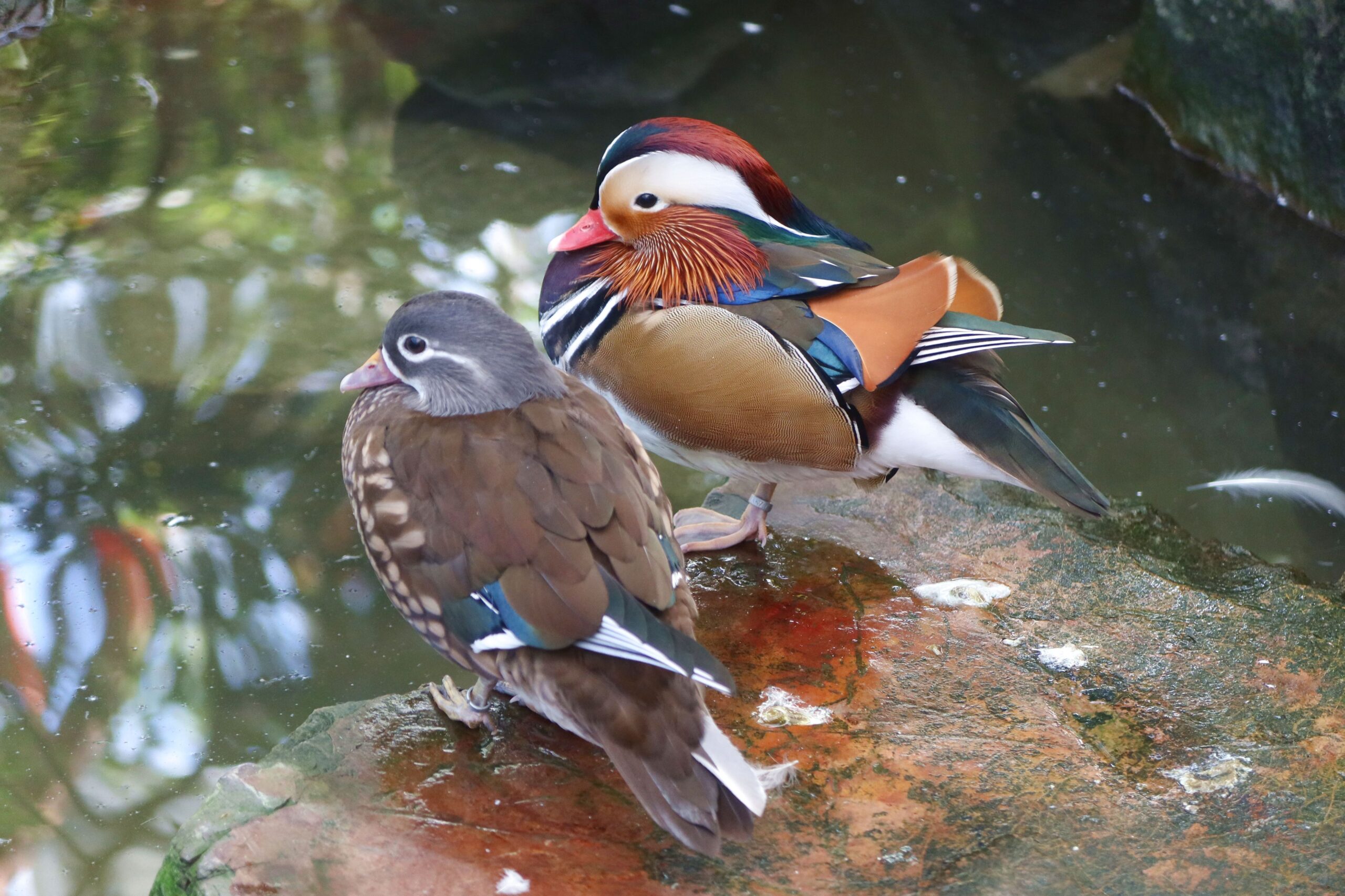 オシドリの羽 - 【公式】湖畔に広がる花と鳥の楽園《松江フォーゲル