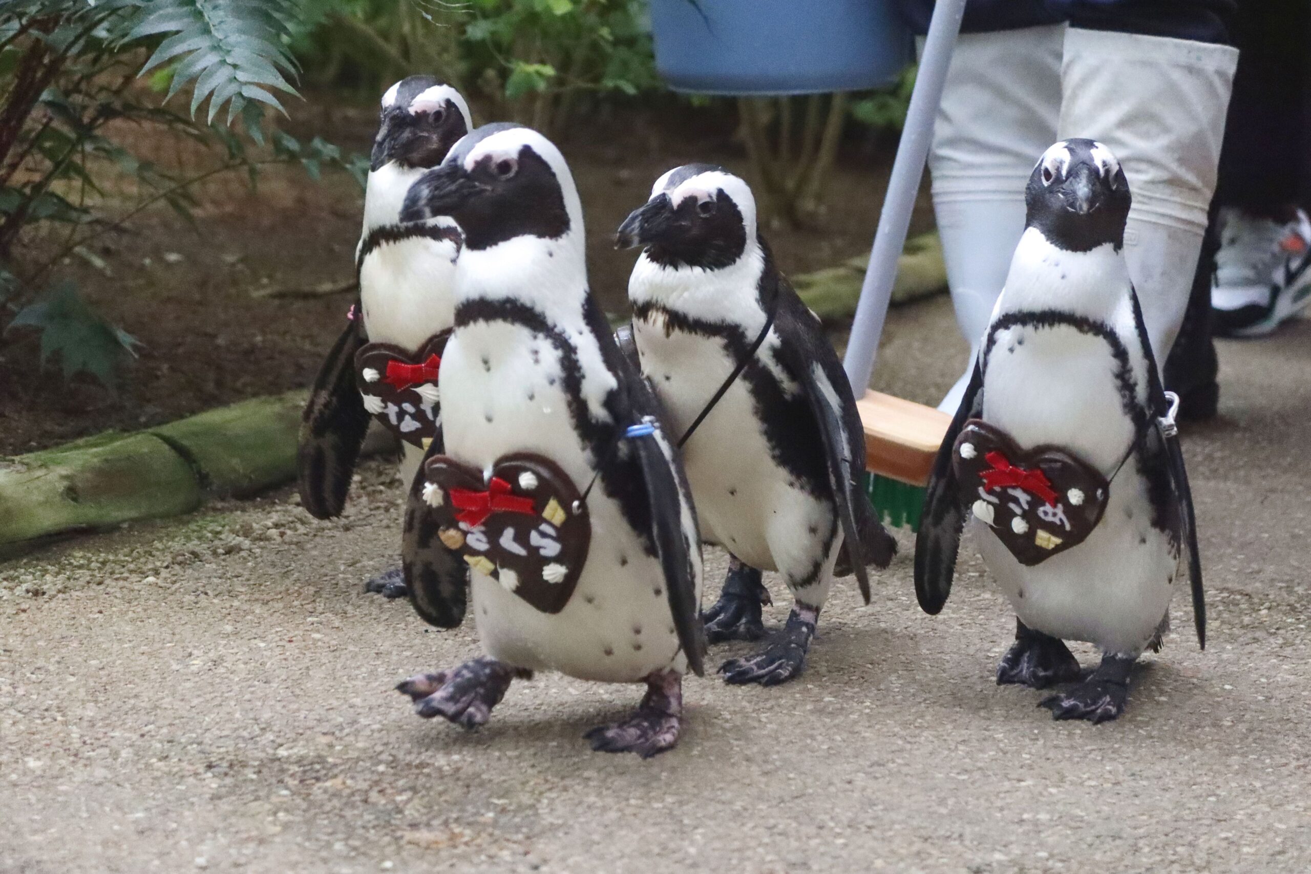 ペンギンのお散歩の様子 - 【公式】湖畔に広がる花と鳥の楽園《松江
