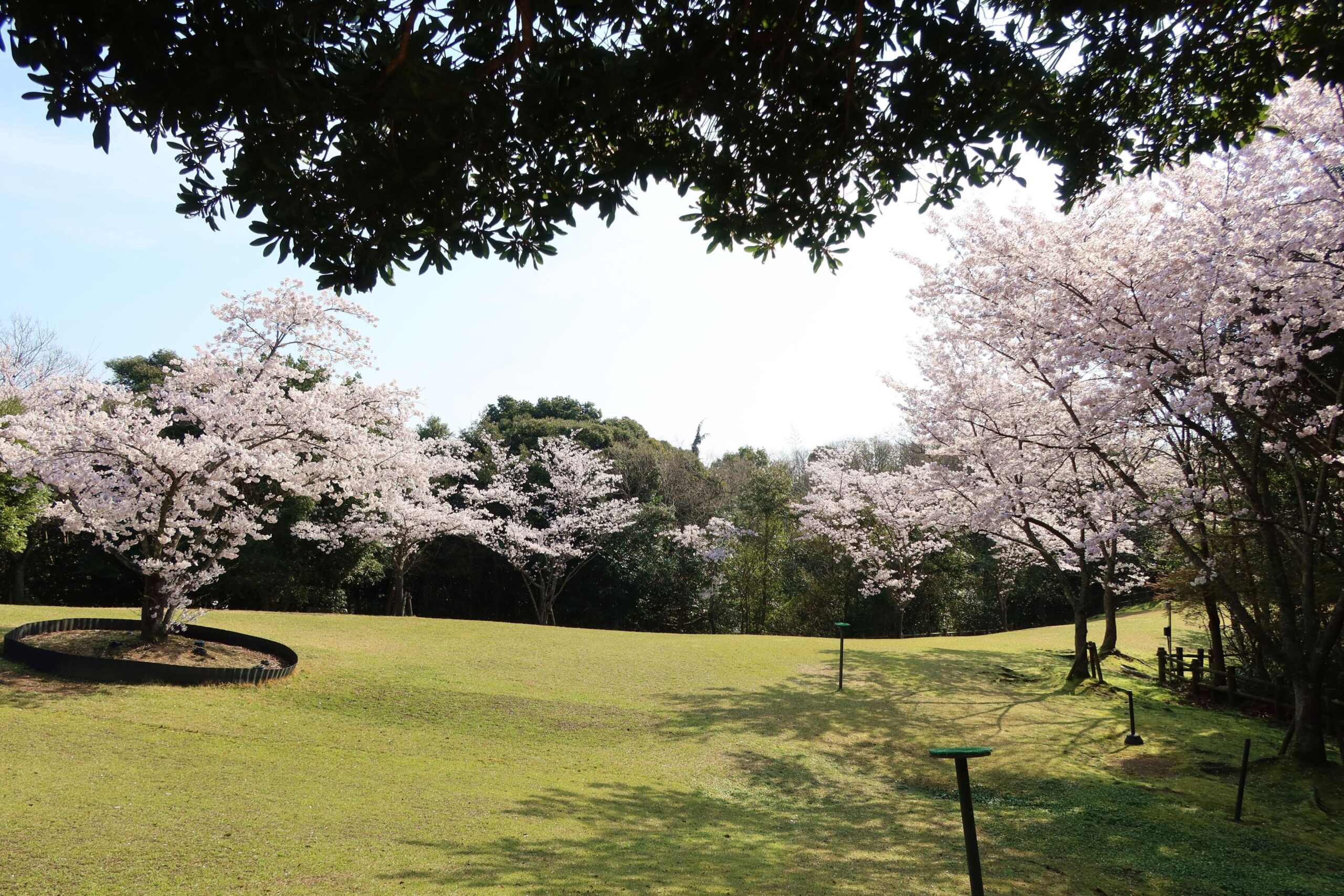 芝生広場の桜 - 【公式】湖畔に広がる花と鳥の楽園《松江フォーゲル