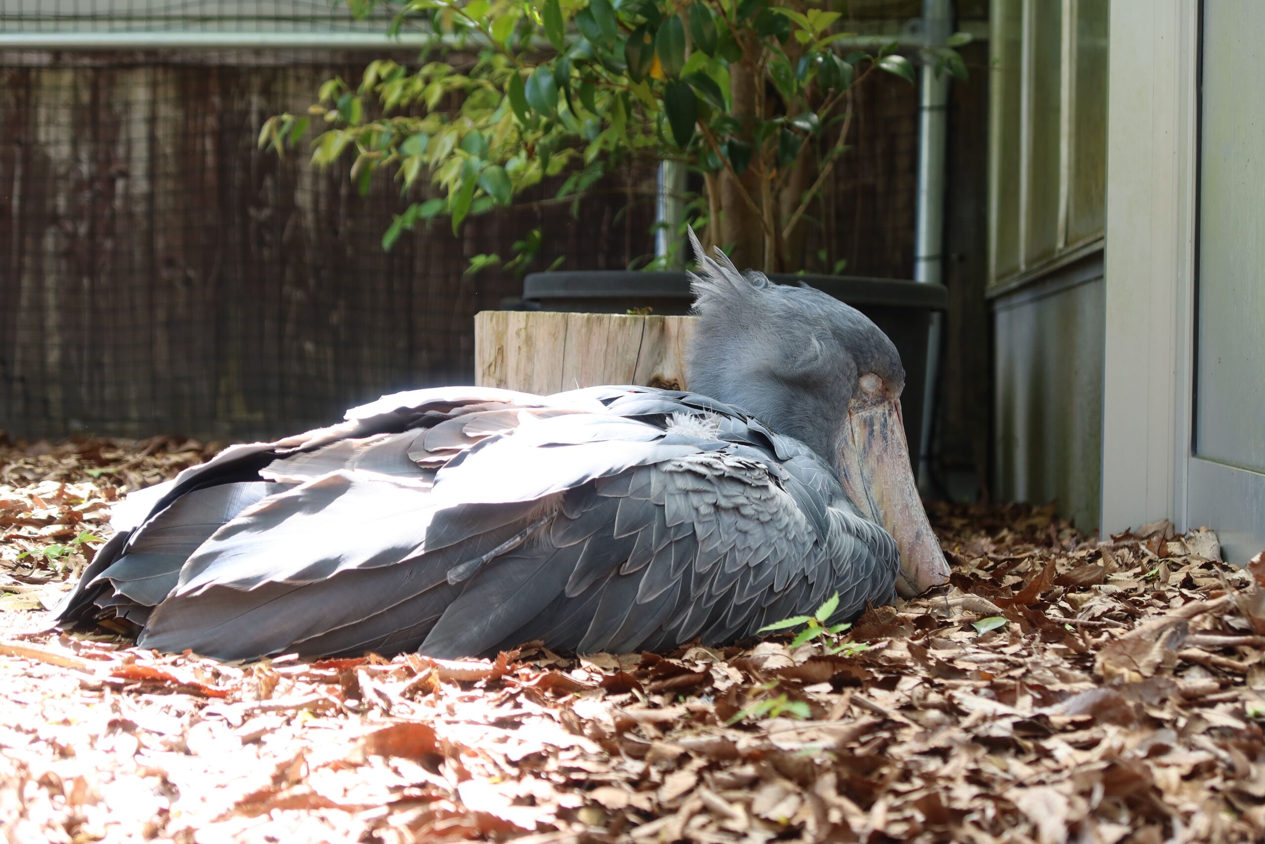 お昼寝するハシビロコウ - 【公式】湖畔に広がる花と鳥の楽園《松江