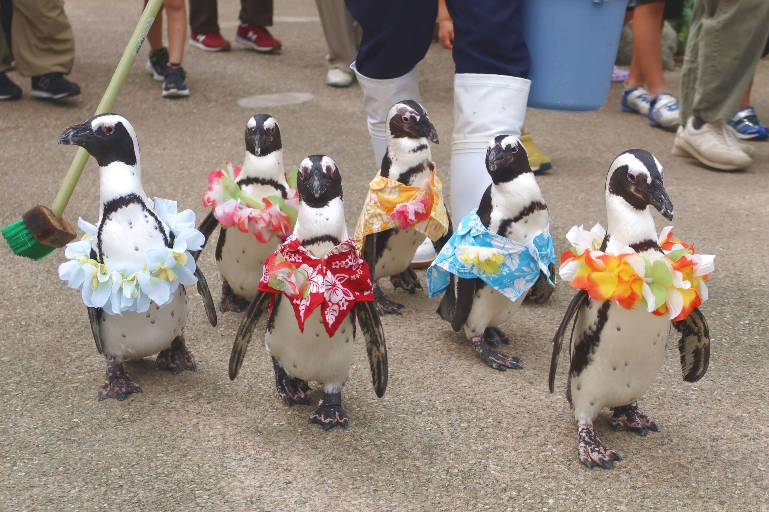 ペンギンのお散歩 期間限定衣装～アロハ・ハワイアンレイ～ - 【公式